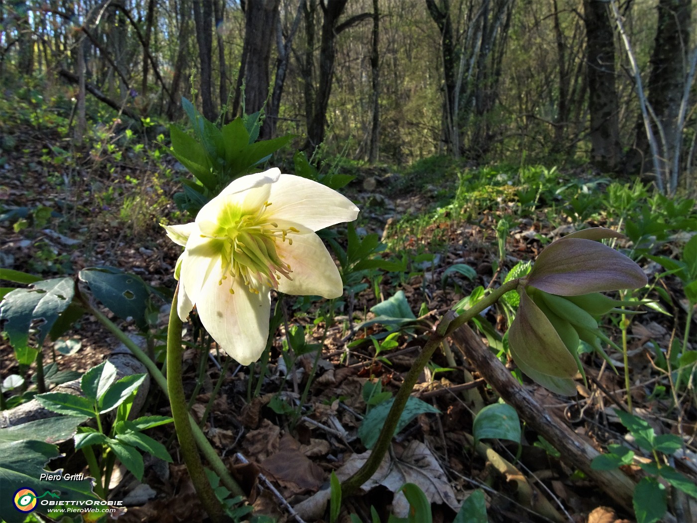 41 Elleboro fecondato (Helleborus niger) .JPG